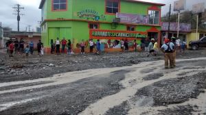 cedros (4)