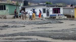 cedros (6)